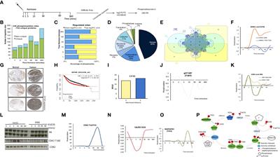 Global signalling network analysis of luminal T47D breast cancer cells in response to progesterone